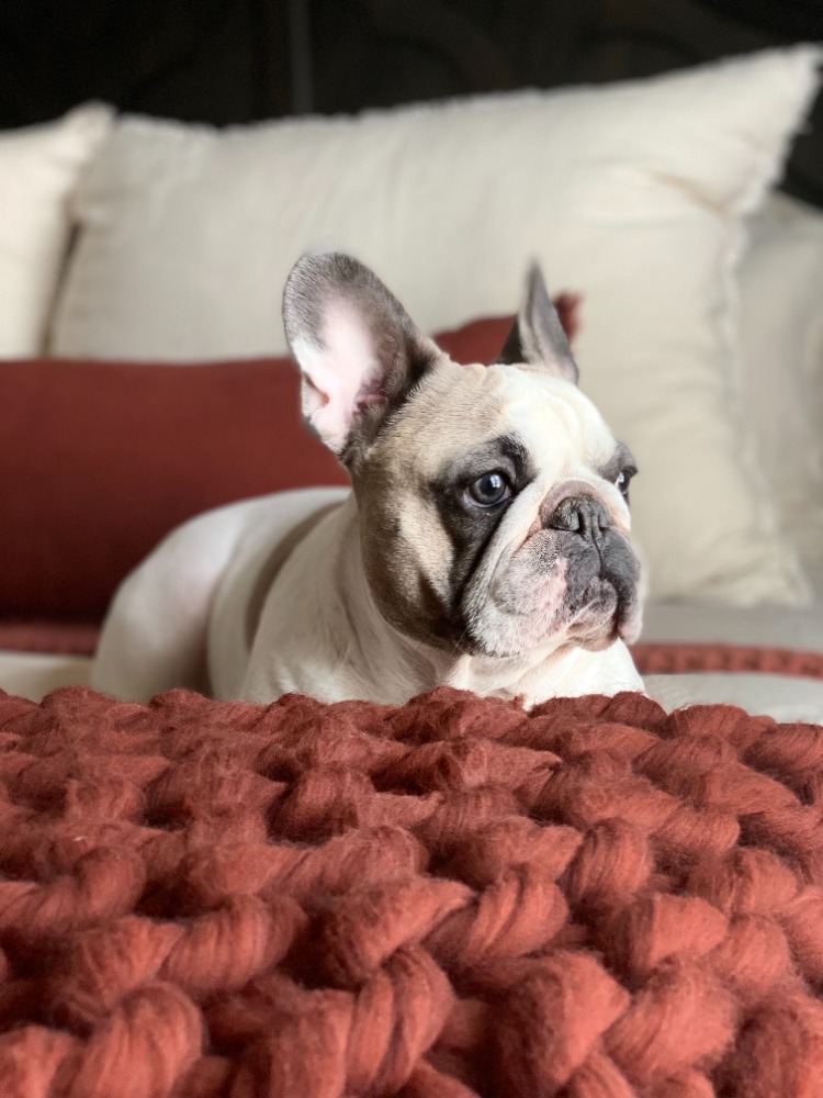 Our Bulldog Rosie